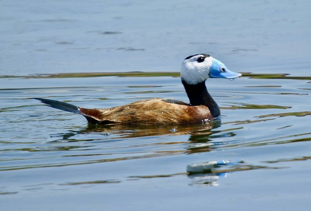 malvasía cabeciblanca 02 - ànec cap-blanc - white-headed duck - oxyura leucocephala by ferran pestaña is licensed under CC BY-SA 2.0.; KONICA MINOLTA DIGITAL CAMERA